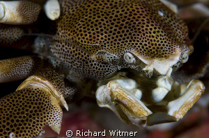 Profile of a Porcelain Crab.  In the high-rez you can see... by Richard Witmer 
